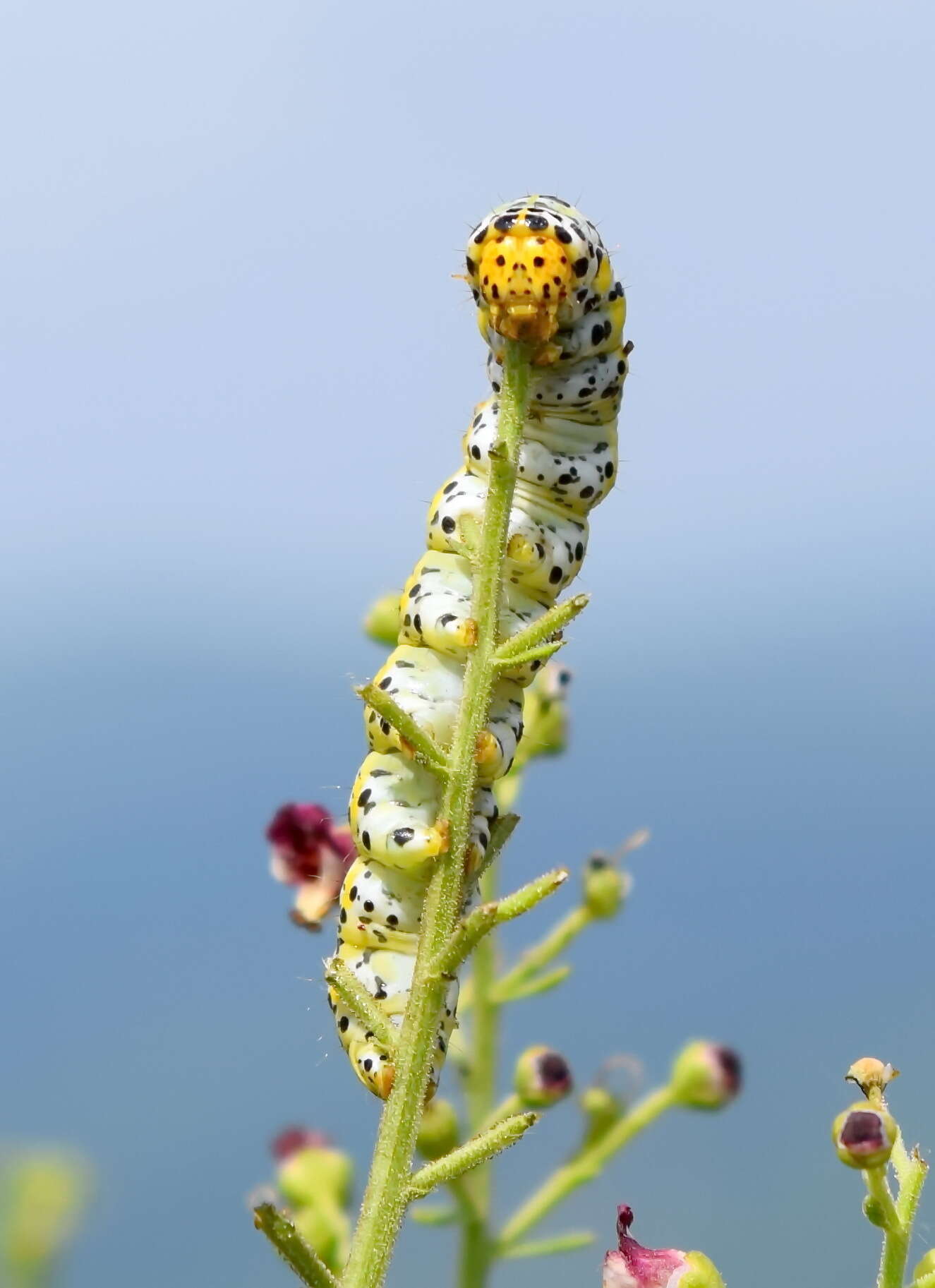 Image of Cucullia blattariae Esper 1790