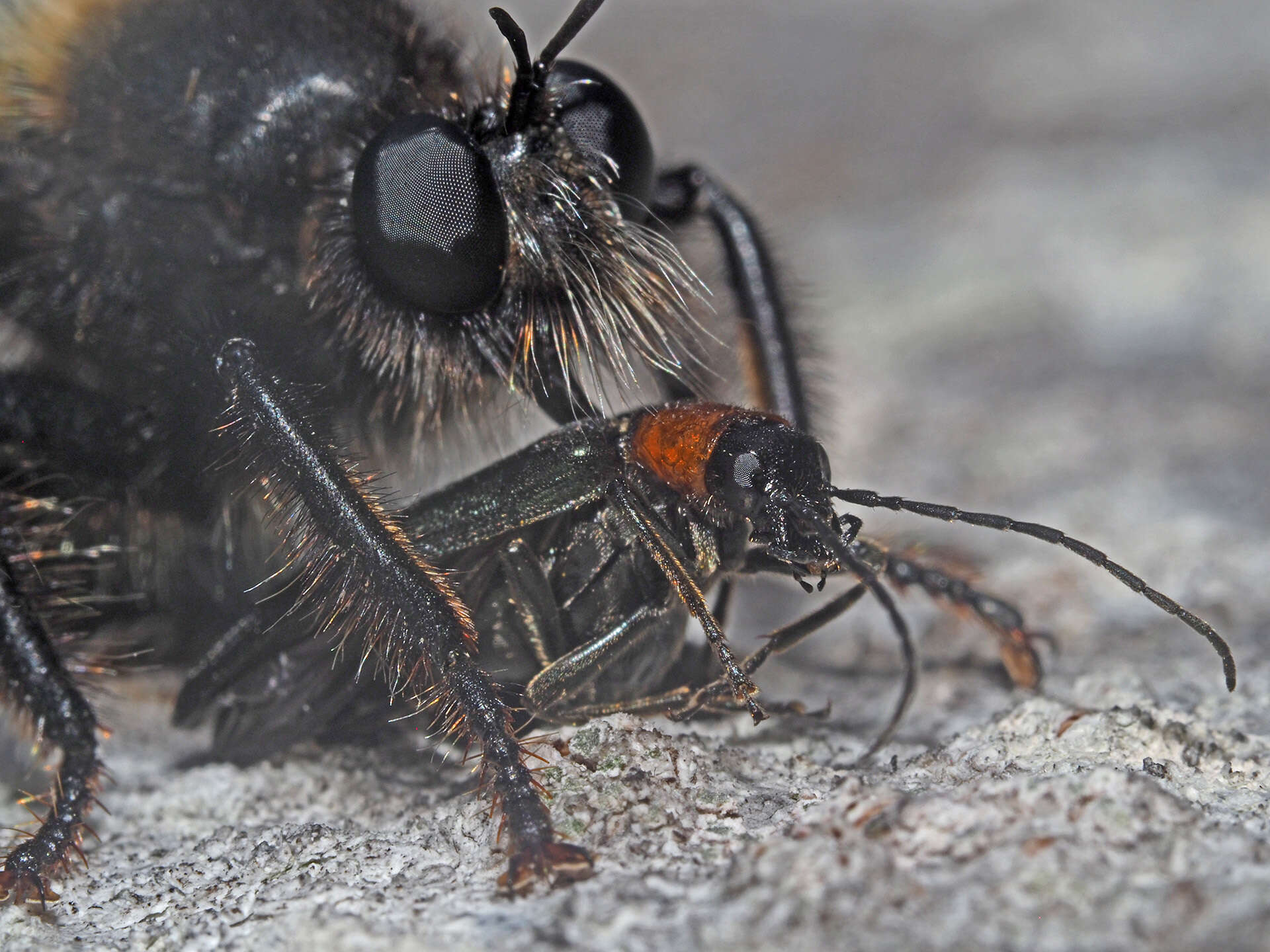 Image of Laphria ephippium (Fabricius 1781)