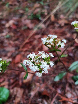 Image of Stevia monardifolia Kunth