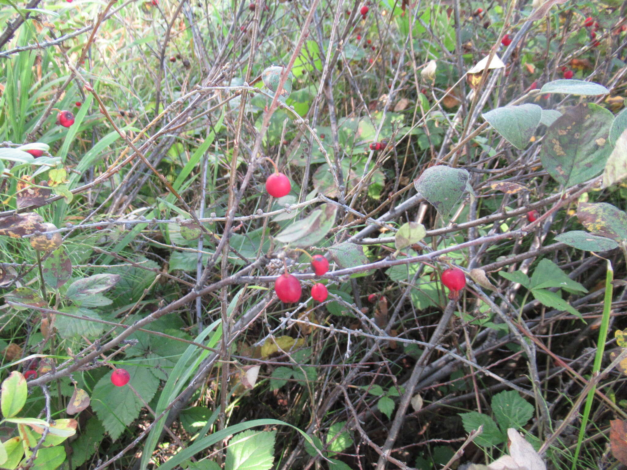 Image of Cotoneaster uniflorus Bunge