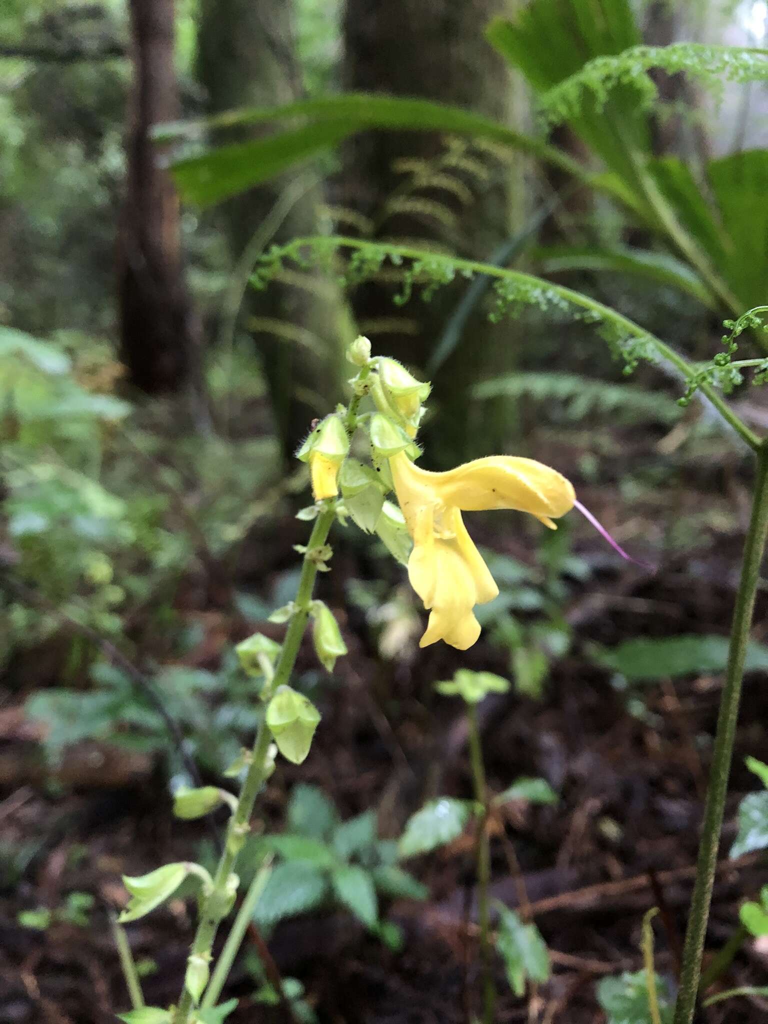 Image of Salvia japonica var. formosana Murata