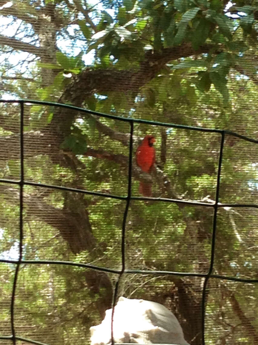 Imagem de Cardinalis Bonaparte 1838