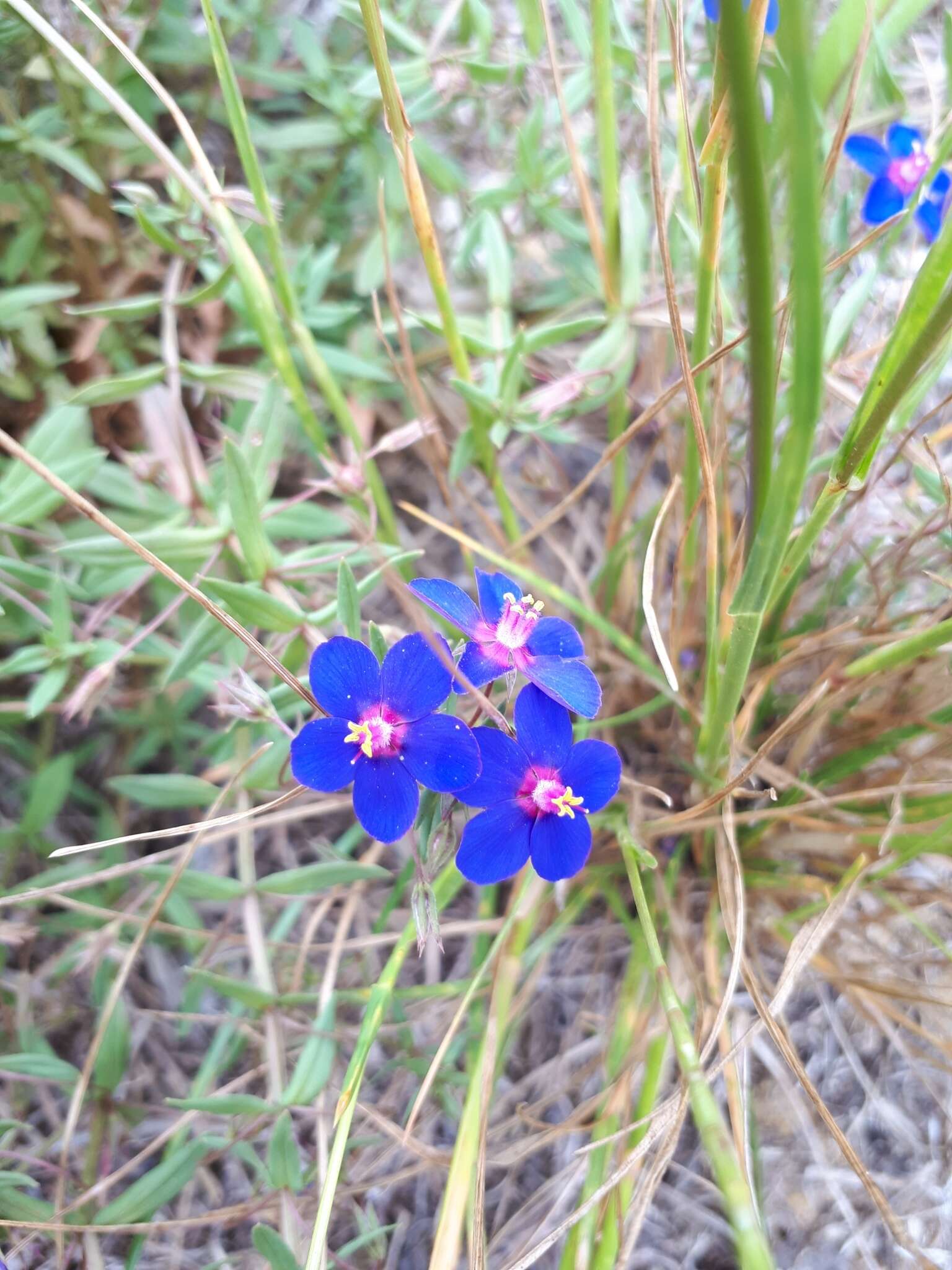 Image of <i>Lysimachia monelli</i>