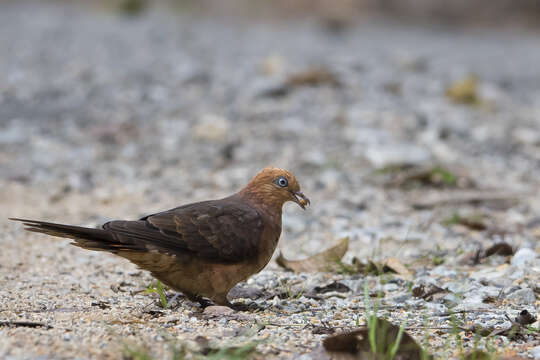 Image de Phasianelle à tête rousse