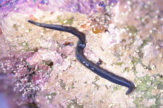 Image of Odontosyllis polycera (Schmarda 1861)