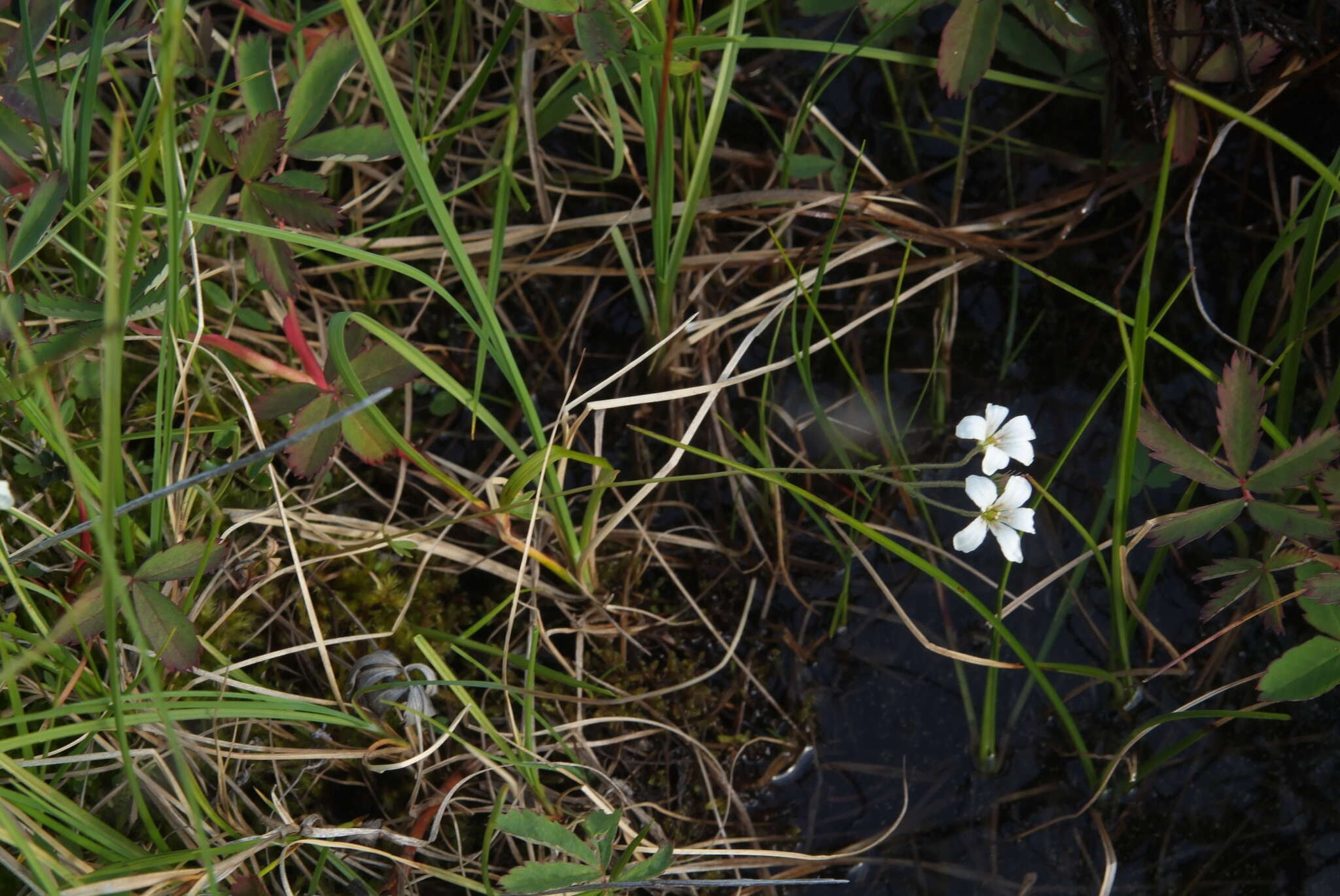 Image of Siberian Saxifrage