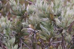Sivun Eriodictyon traskiae subsp. traskiae kuva