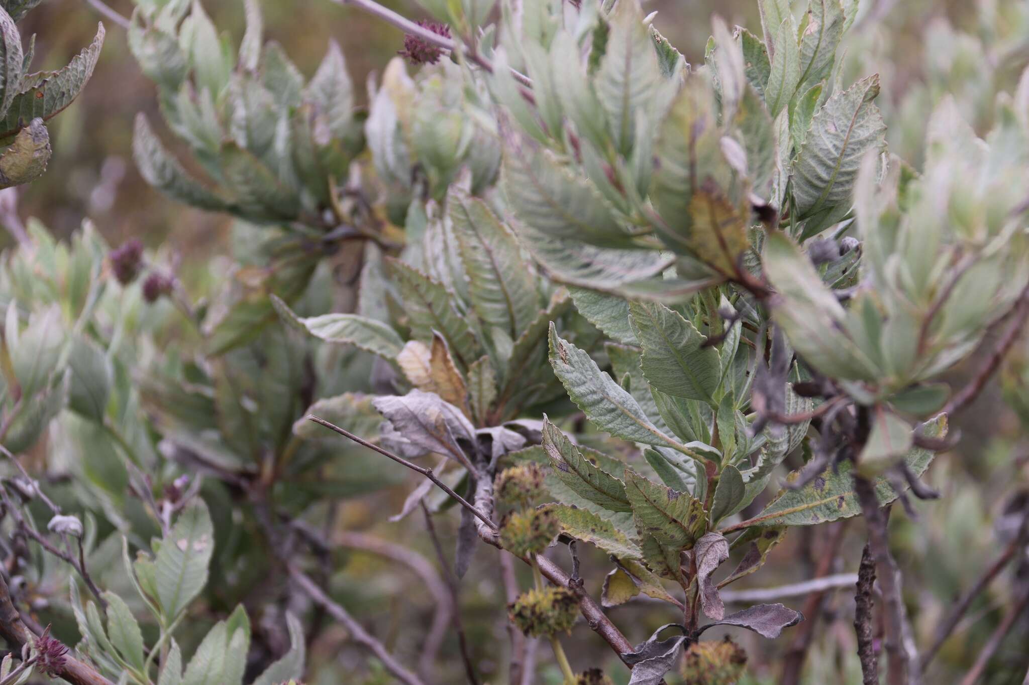 Imagem de Eriodictyon traskiae subsp. traskiae