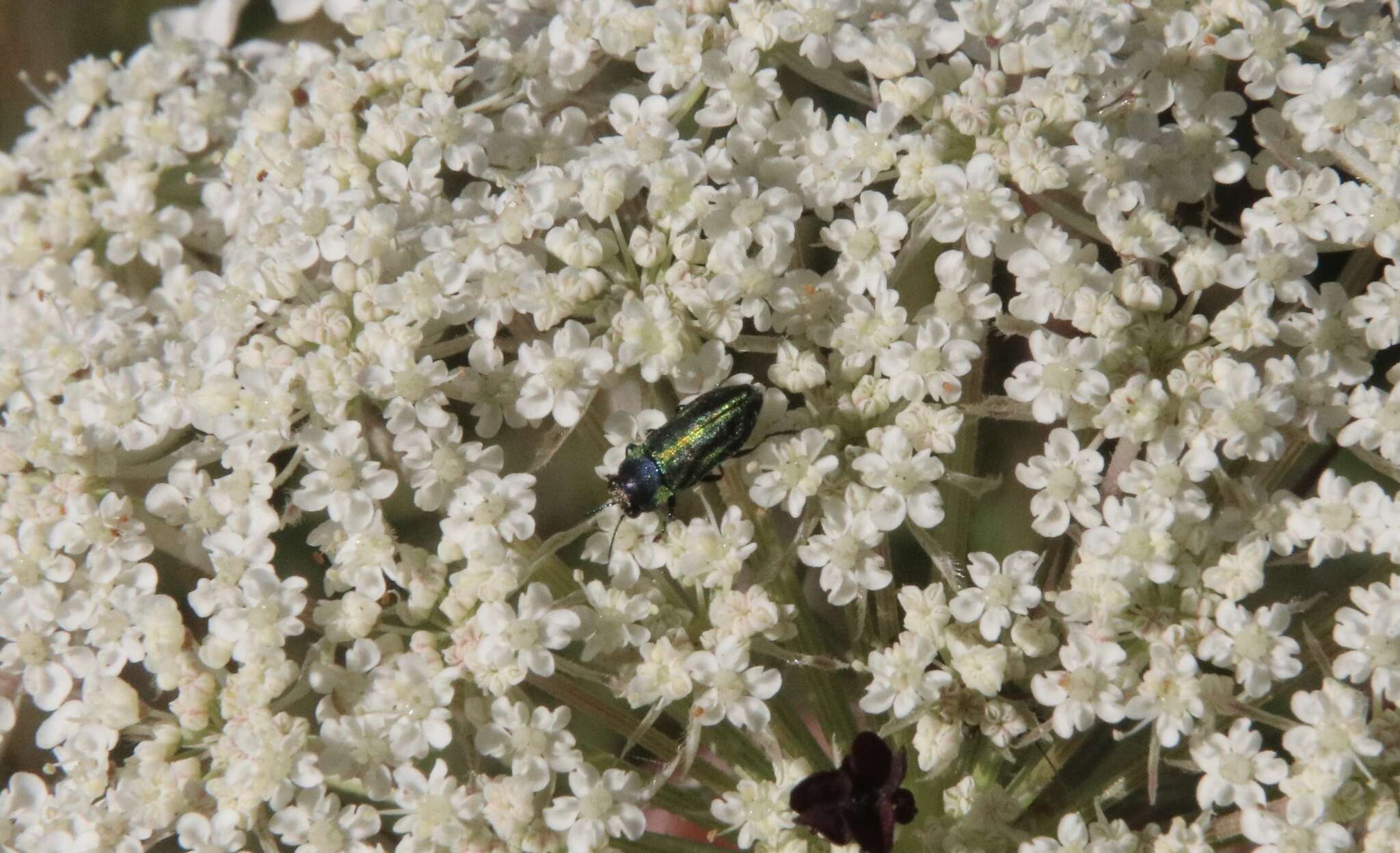 Image of Bilyaxia cordillerae (Obenberger 1928)