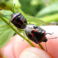 Image of Twice-stabbed Stink Bug