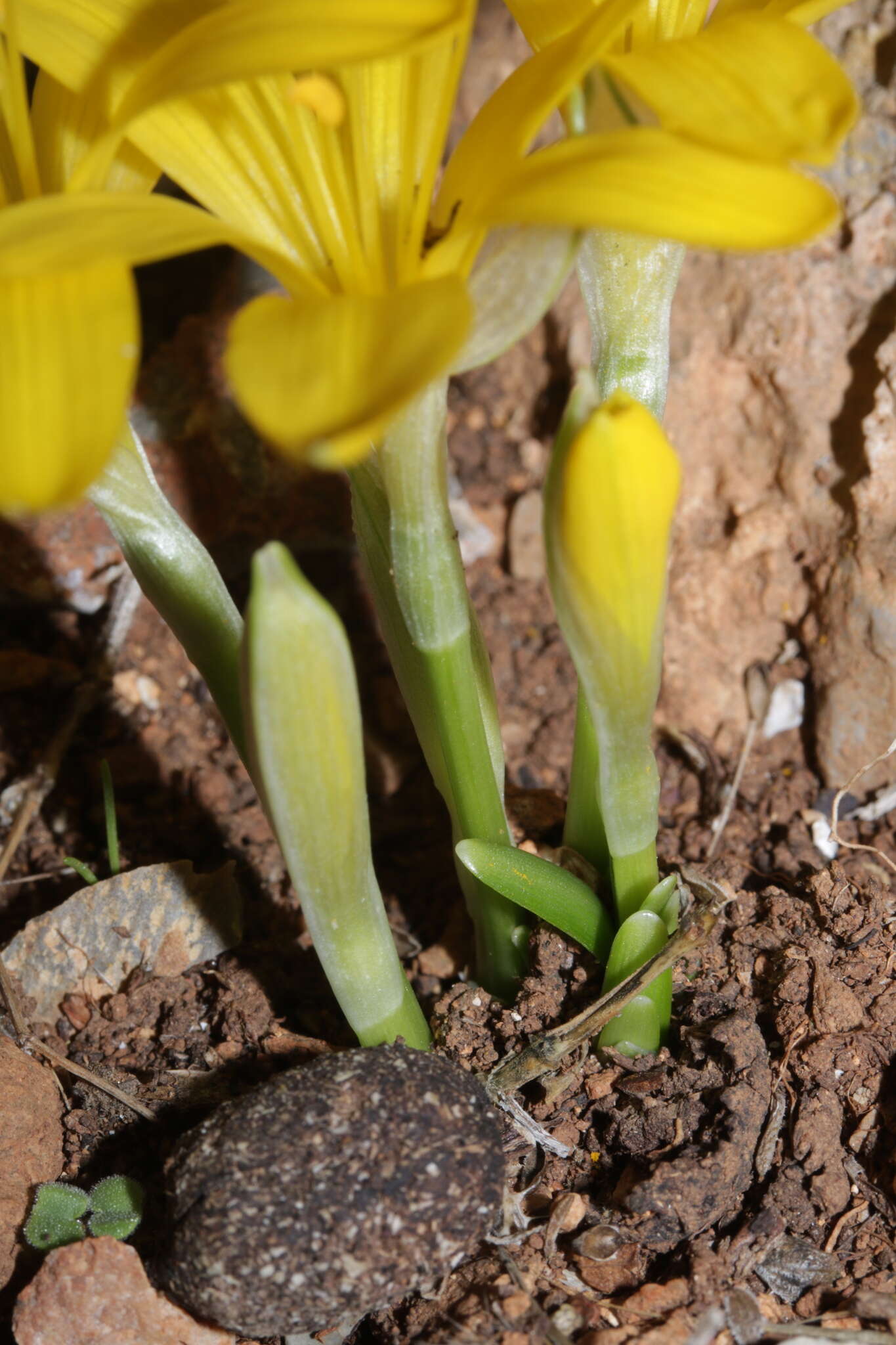 Image de Sternbergia lutea subsp. greuteriana (Kamari & R. Artelari) Strid