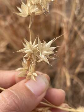 Image of Mauritian grass