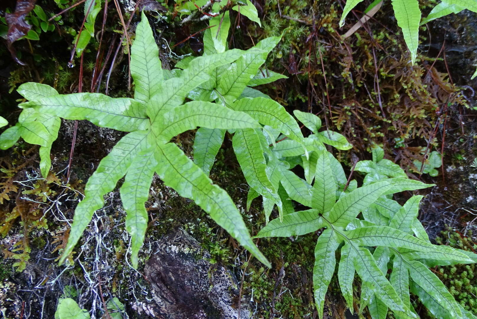 Pichisermollodes quasidivaricata (Hayata) Fraser-Jenk.的圖片