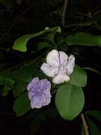 Brunfelsia australis Benth. resmi