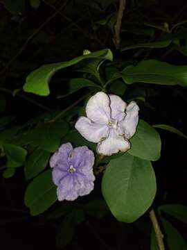 Image de Brunfelsia australis Benth.