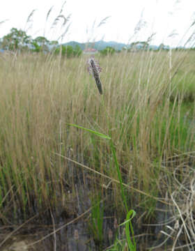 Image of Creeping Foxtail