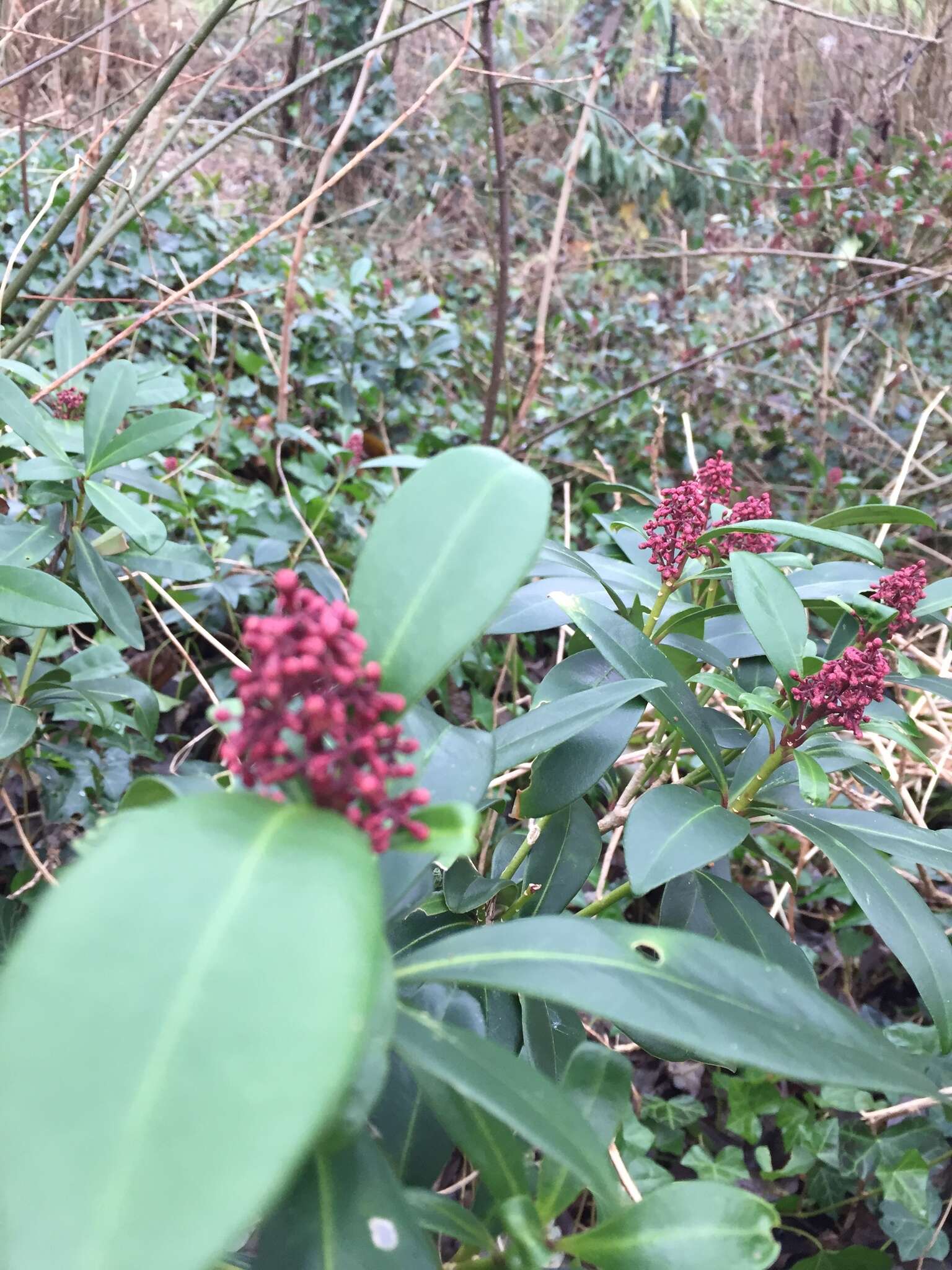 Image of Skimmia