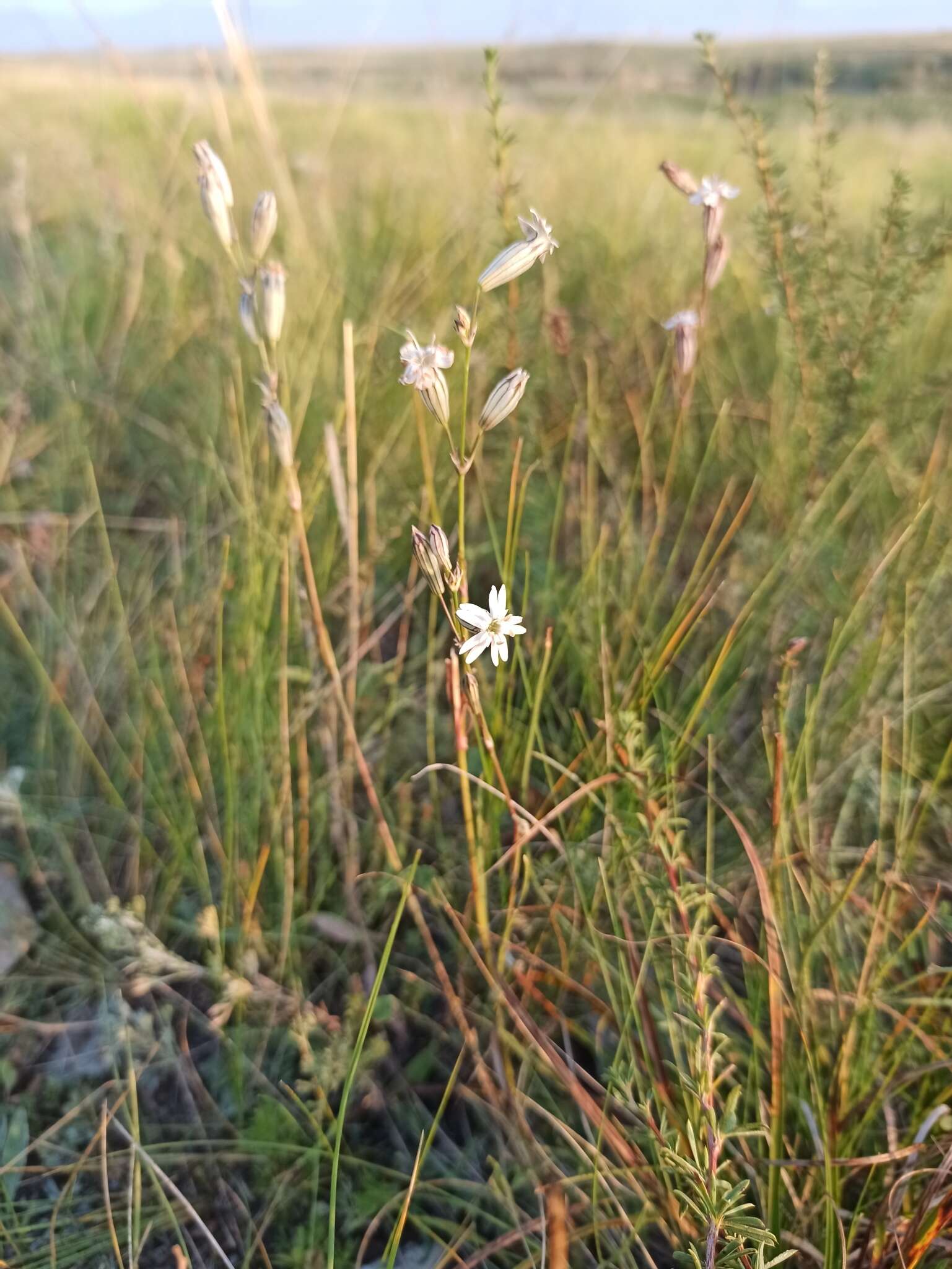 Image of <i>Silene jeniseensis</i>