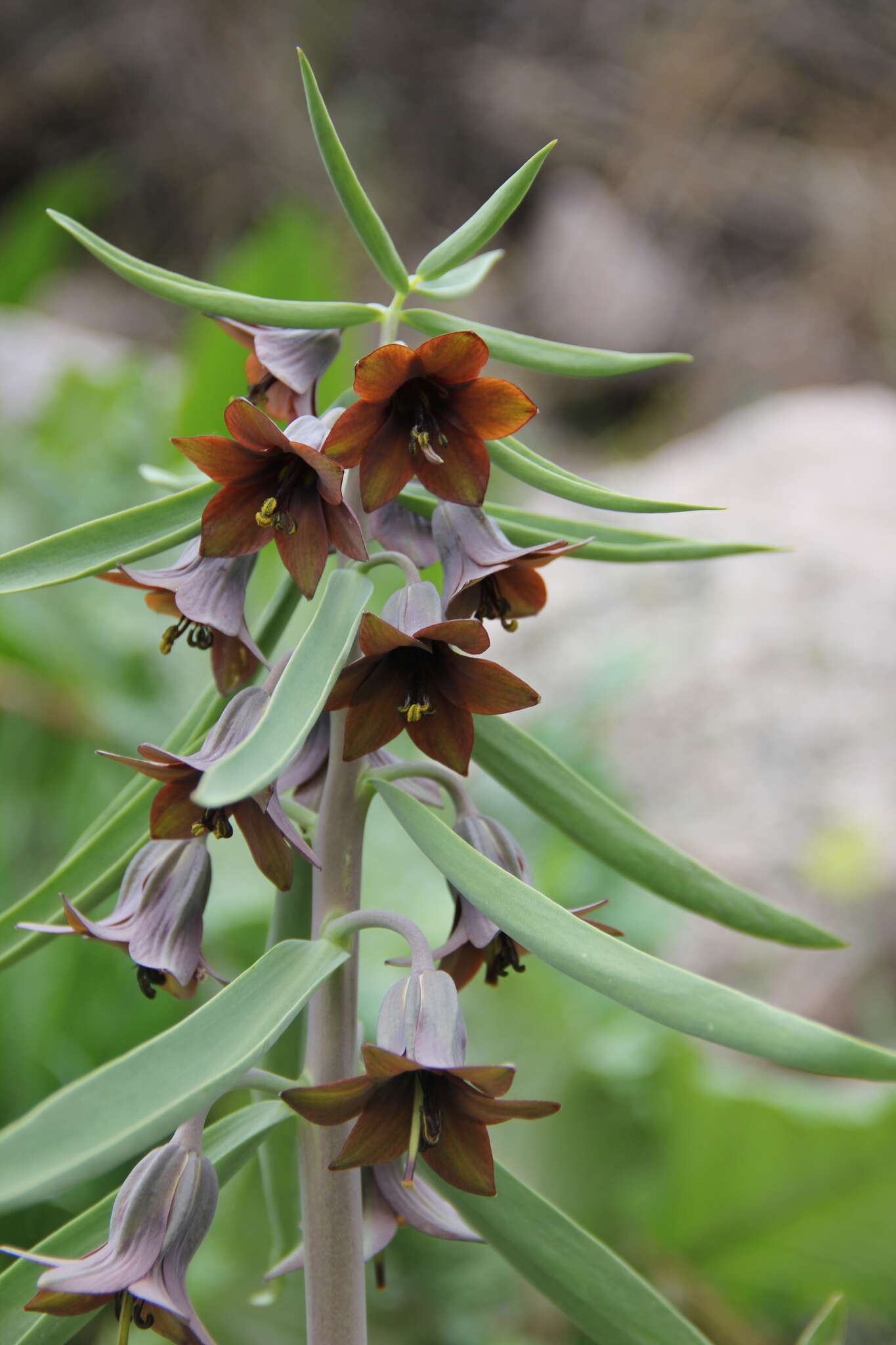 Image of Fritillaria sewerzowii Regel