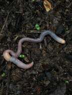 Image of Woodland blue worm