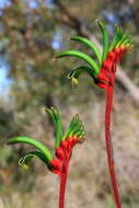 Plancia ëd Anigozanthos manglesii D. Don