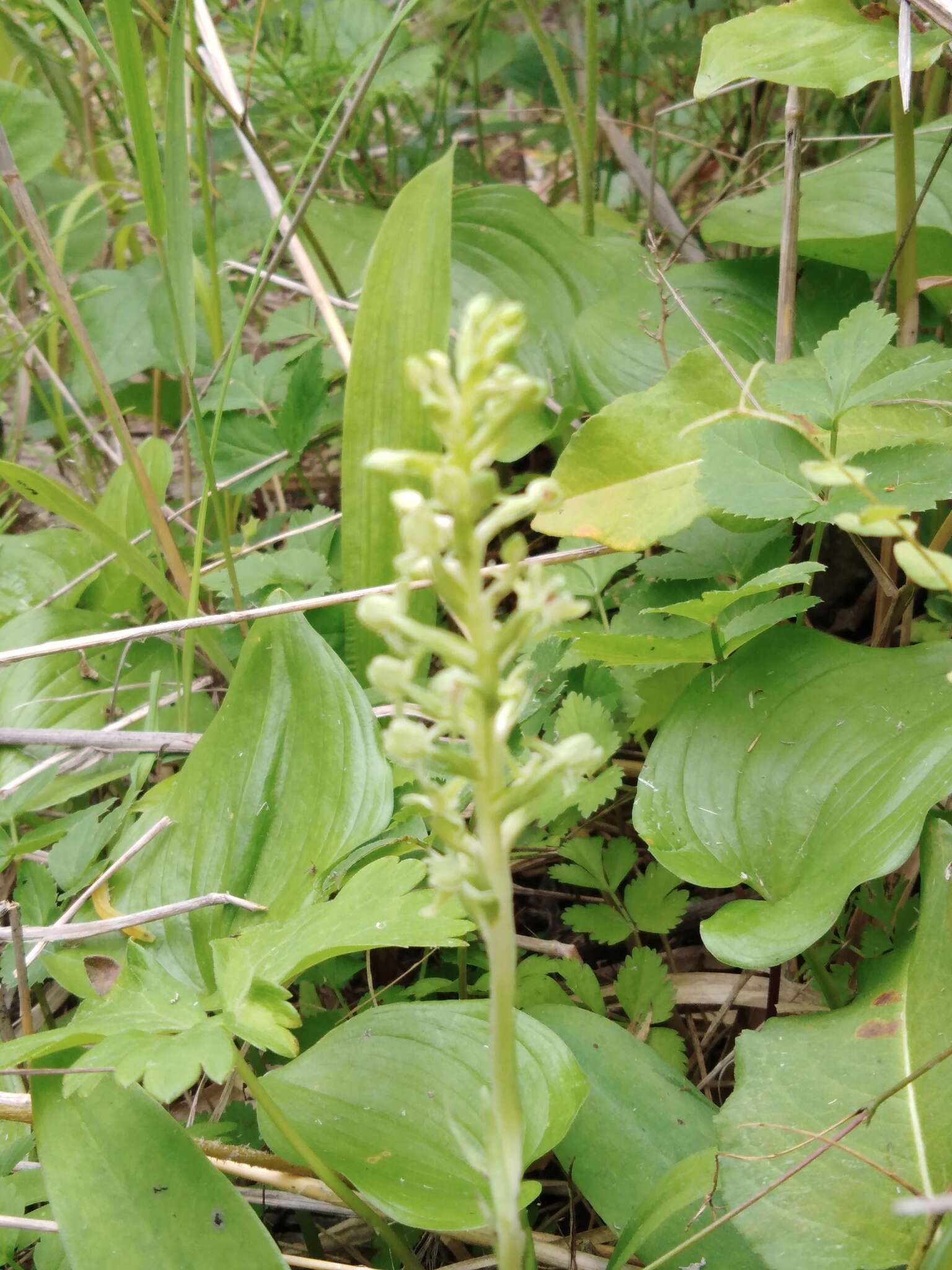 Plancia ëd Platanthera ussuriensis (Regel) Maxim.