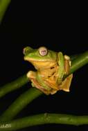 Image of Malabar Gliding Frog