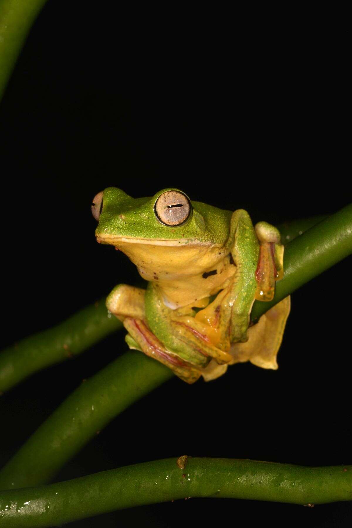 Imagem de Rhacophorus malabaricus Jerdon 1870