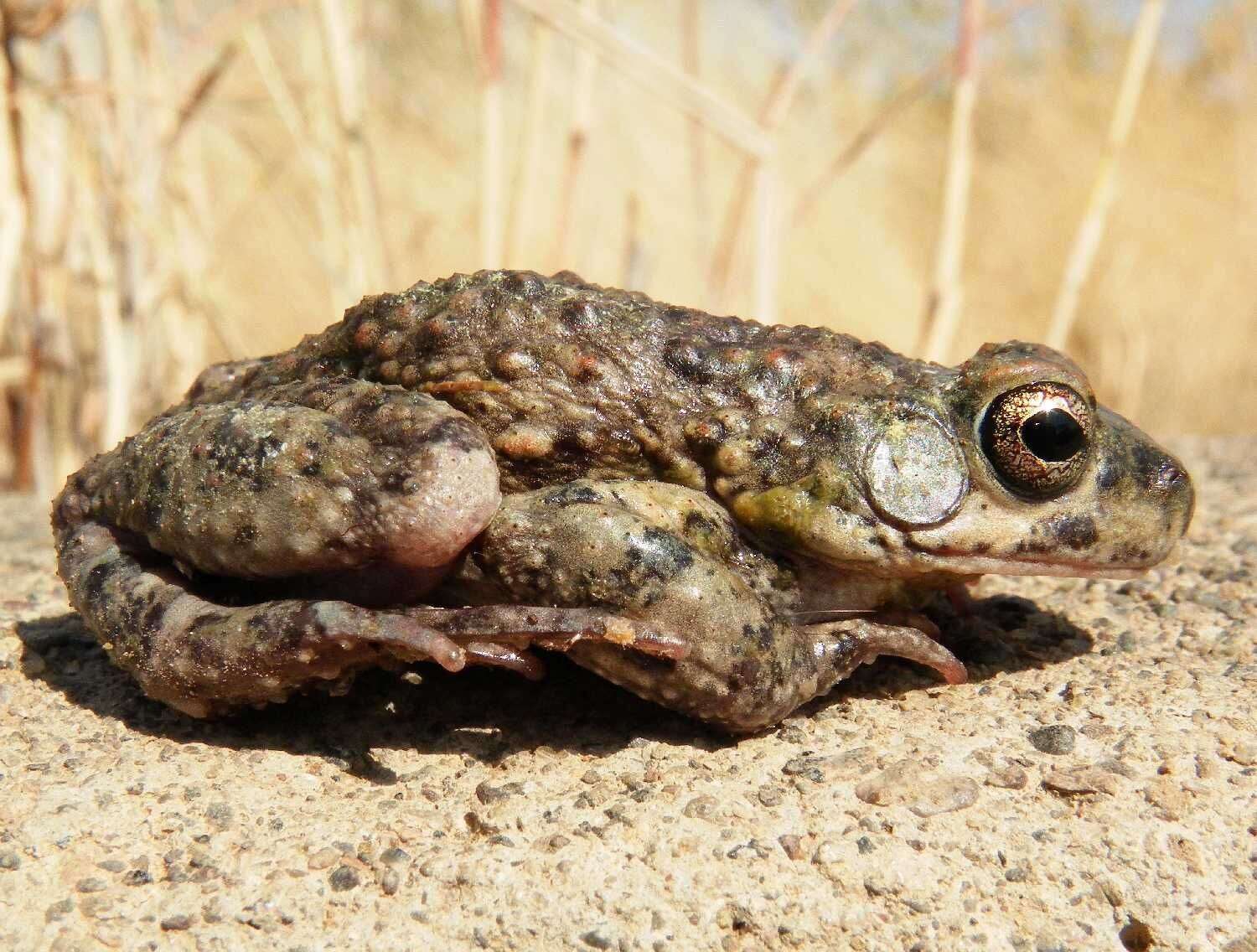 Plancia ëd Sclerophrys dodsoni (Boulenger 1895)