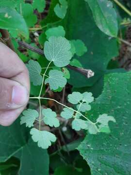 Thalictrum strigillosum Hemsl. resmi