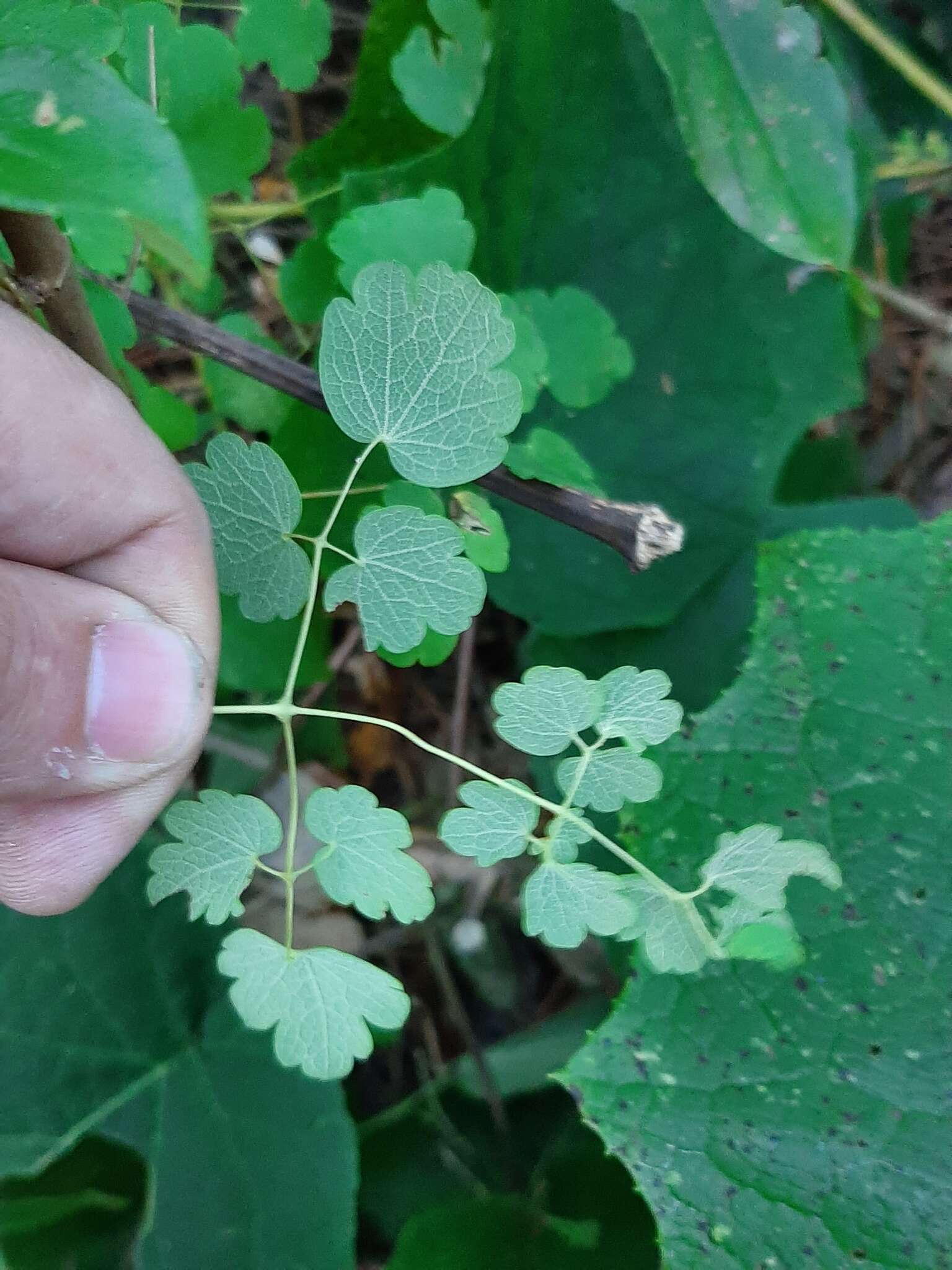 Слика од Thalictrum strigillosum Hemsl.