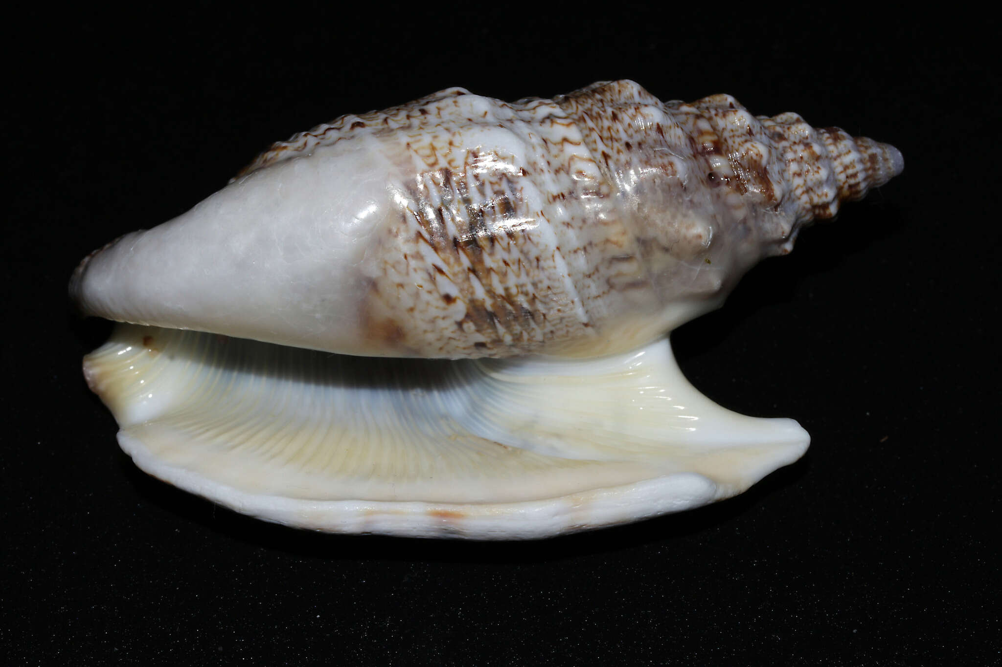 Image of Euprotomus iredalei (Abbott 1960)