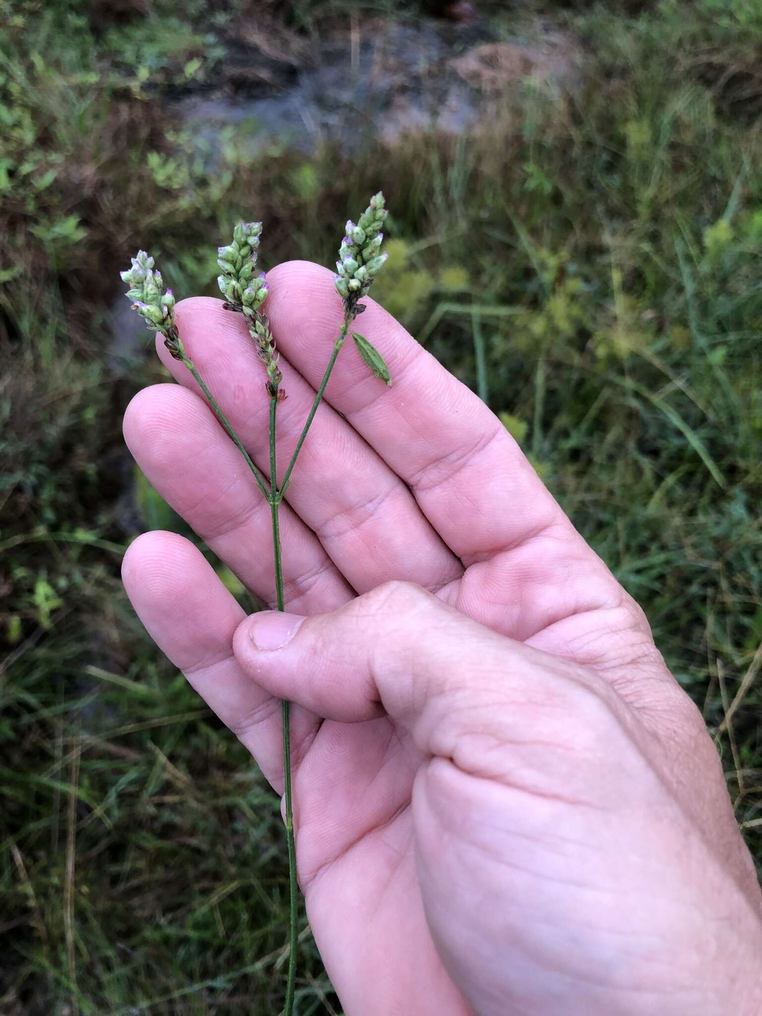 Imagem de Verbena montevidensis Spreng.