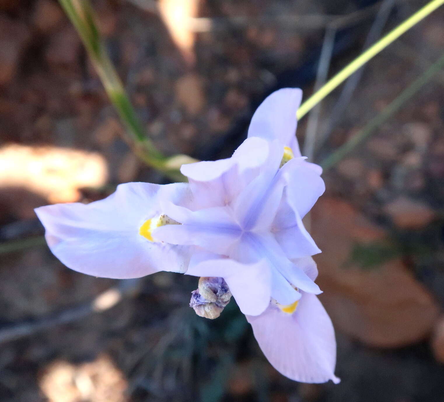 Image of blue-tulip