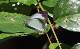 Image of Elodina queenslandica De Baar & Hancock 1993