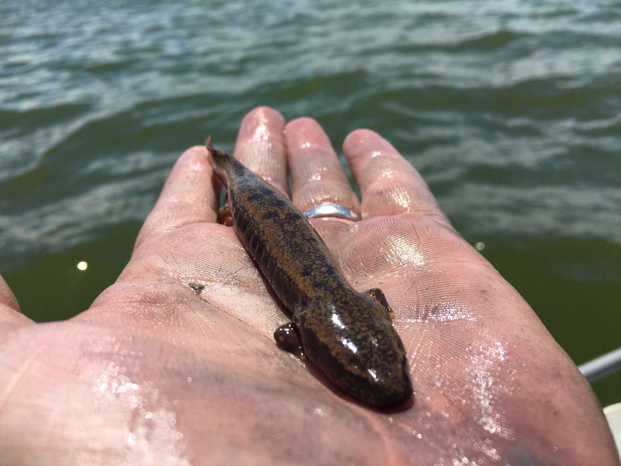 Image of Waterdogs & Mudpuppies