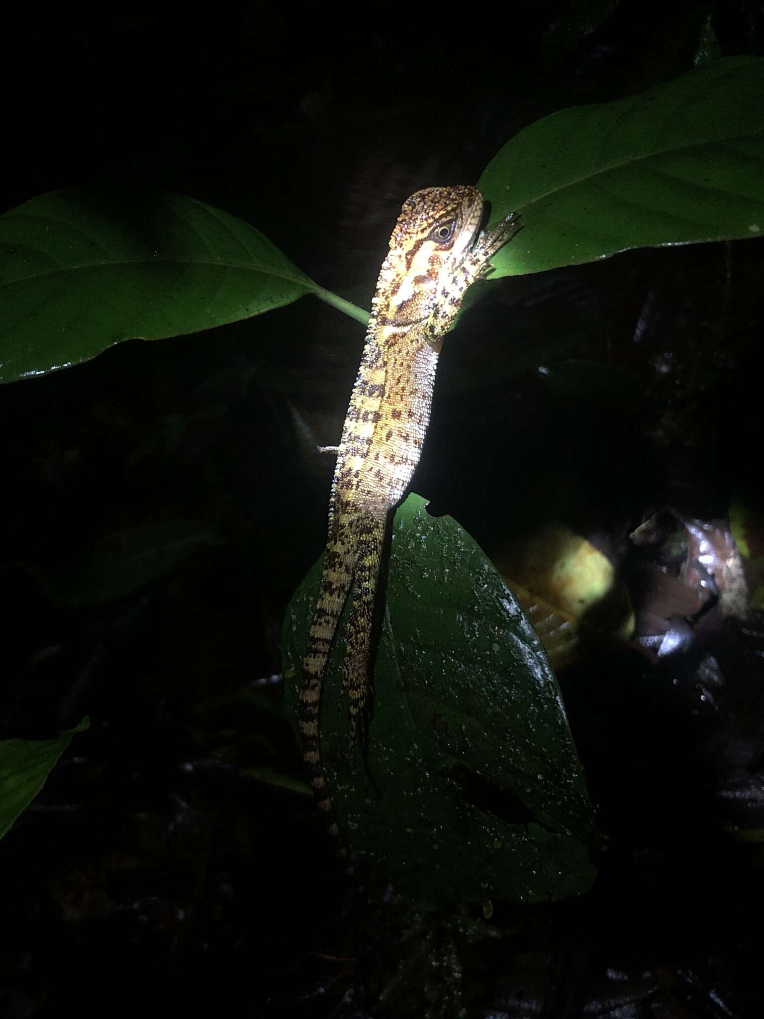 Image of Canelos Woodlizard