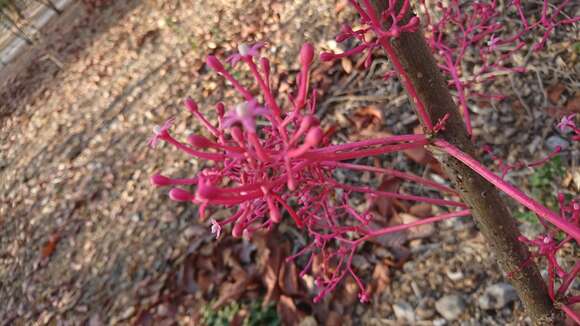 Image of Vasconcellea parviflora A. DC.