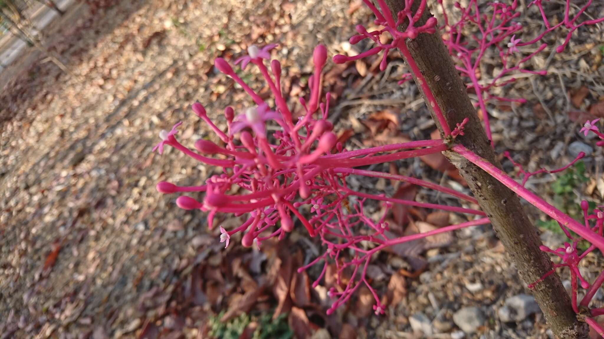 Image of Vasconcellea parviflora A. DC.