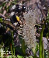 Image of alpine willow