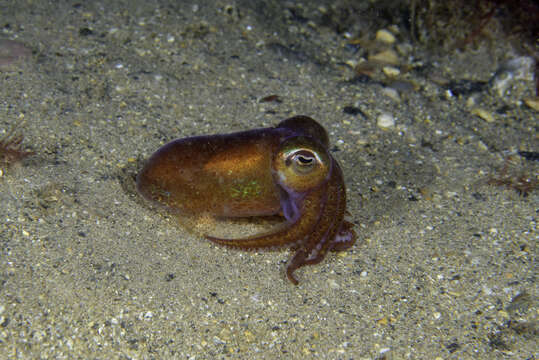 Image of Ross' cuttle