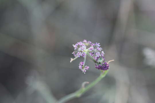 Imagem de Hippomarathrum montanum (L.)