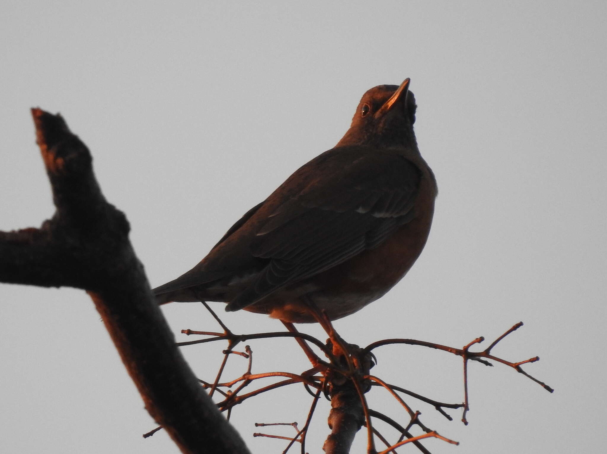 Image of Brown-headed Thrush