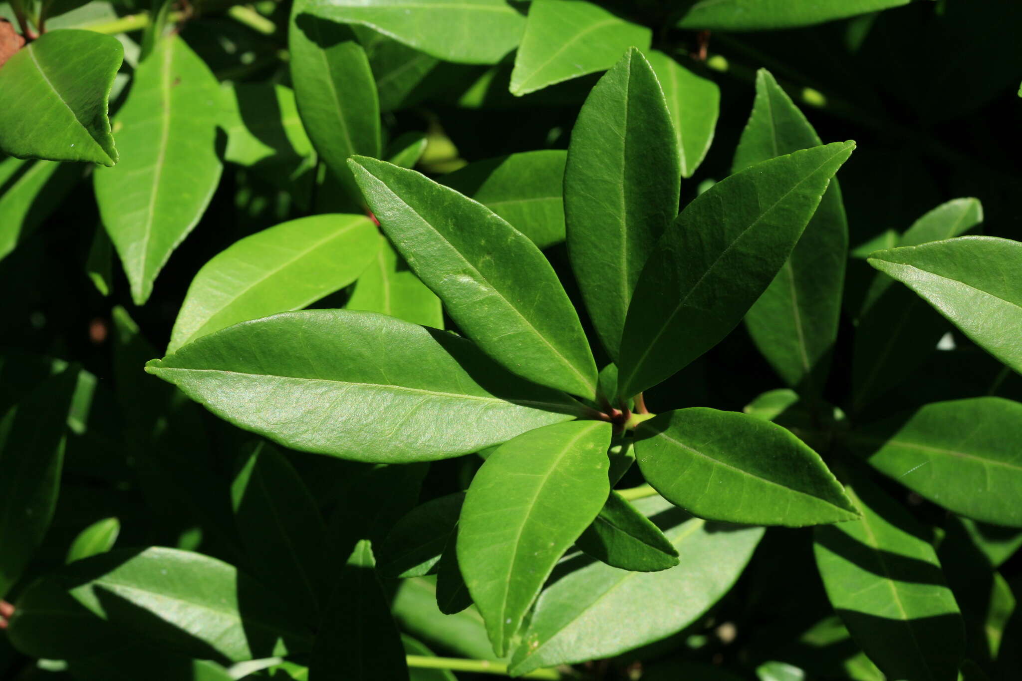 Image of Skimmia japonica f. repens (Nakai) Hara