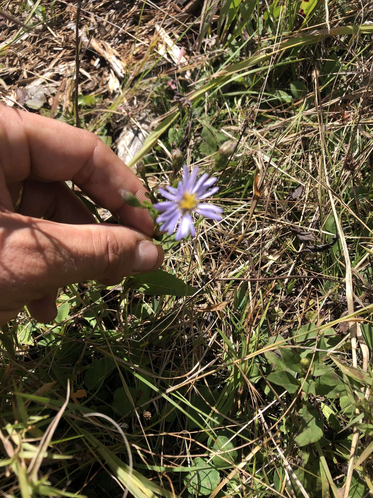 Image of Rhiannon's aster