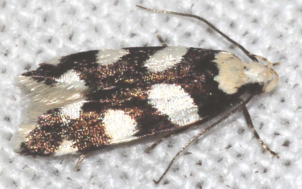 Plancia ëd Pseudotelphusa tessella Linnaeus 1758