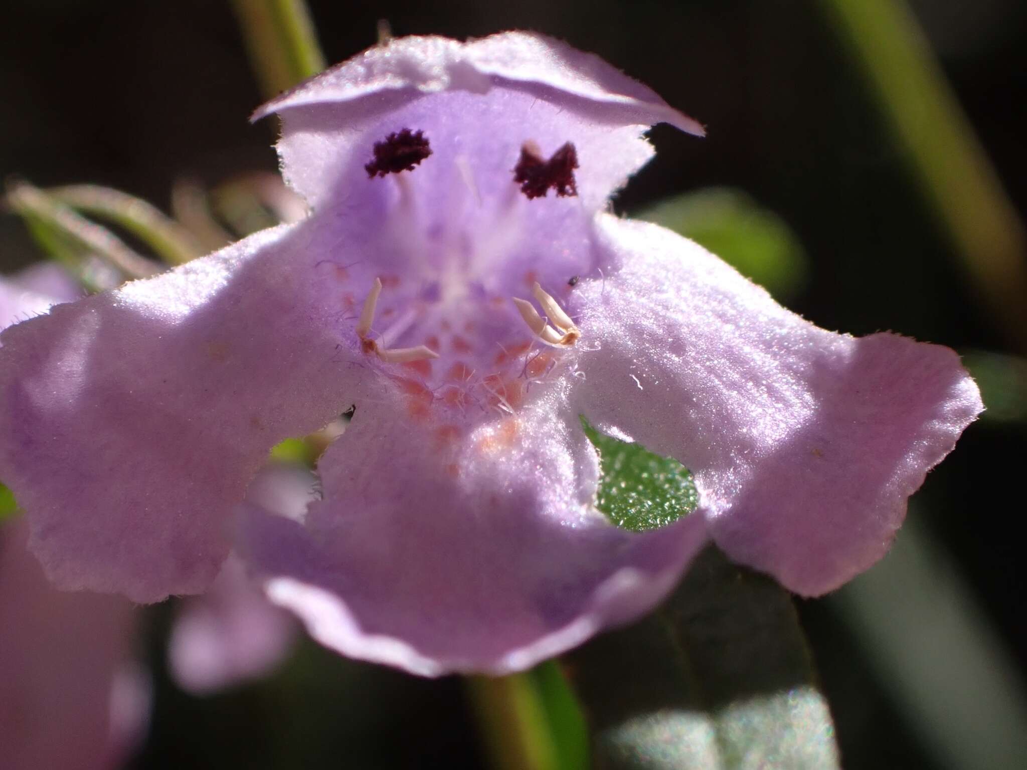 Image of Westringia blakeana B. Boivin