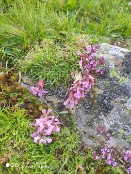 Image of Saponaria pumila Janchen