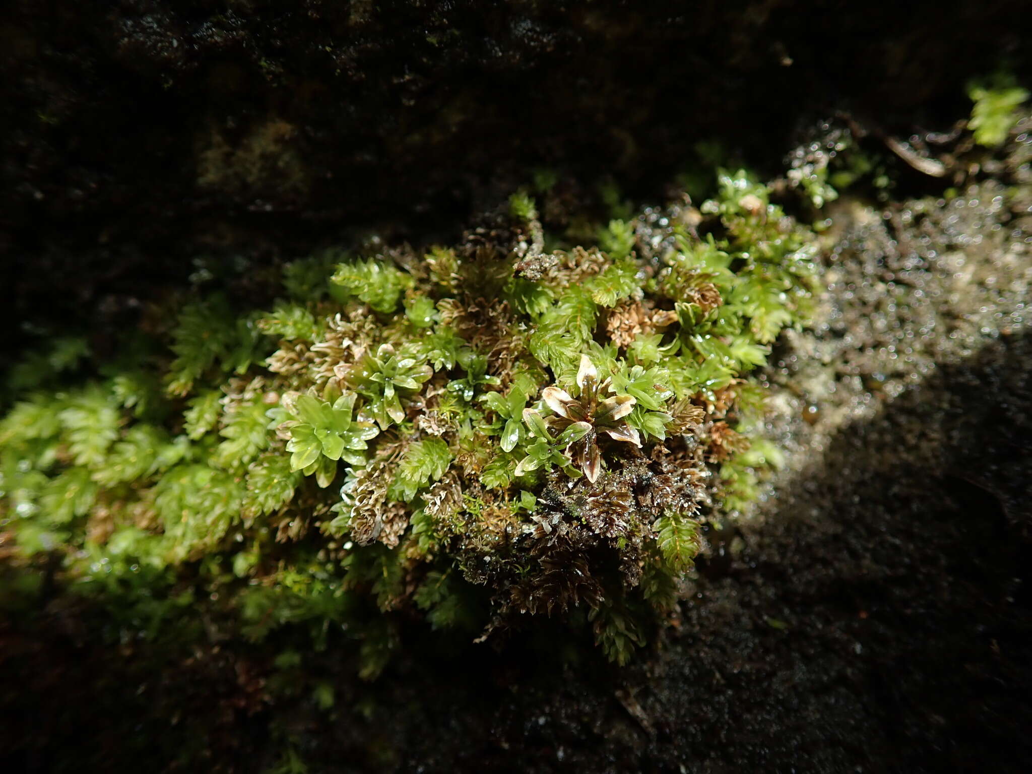 Image of candle snuffer moss