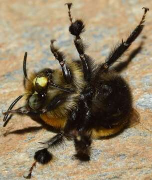 Image of Anthophora atroalba Lepeletier 1841